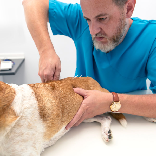 Mario Soriano tratamiento osteopatia canina instituto veterinario