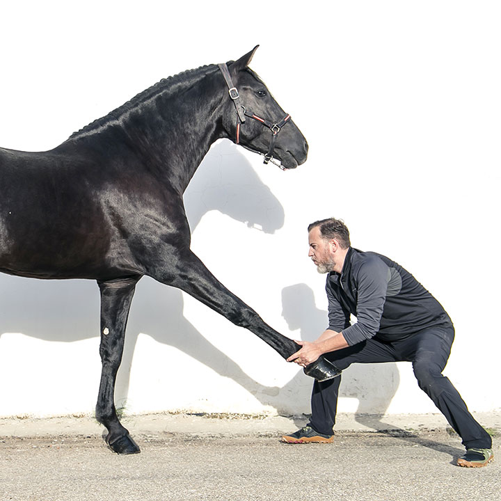Instituto veterinario osteopatia caballo equino curso profesional Mario Soriano 