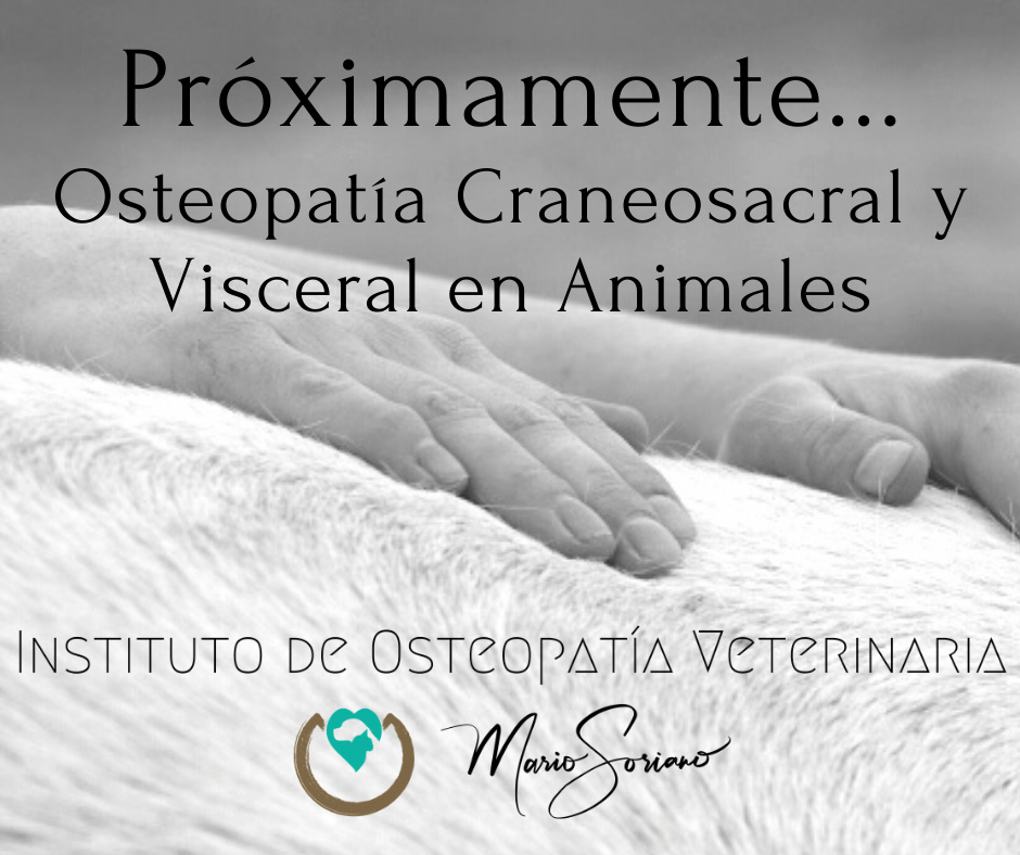Formación negocio business veterinaria osteopatia canina Mario Soriano