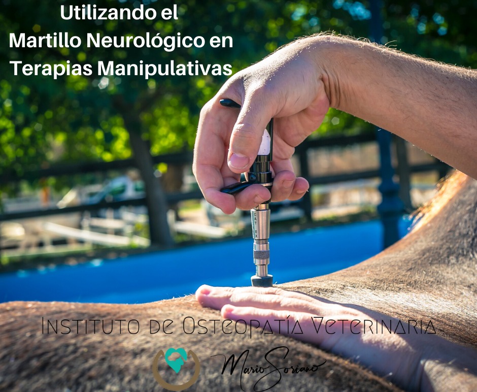 Formación negocio business veterinaria osteopatia canina Mario Soriano